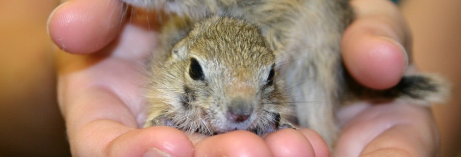 Who We Are - Greenwood Wildlife Thrift & Consignment